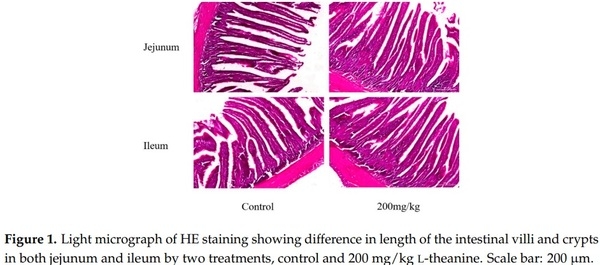 Influence of Graded Levels of L-Theanine Dietary Supplementation on Growth Performance, Carcass Traits, Meat Quality, Organs Histomorphometry, Blood Chemistry and Immune Response of Broiler Chickens - Image 5