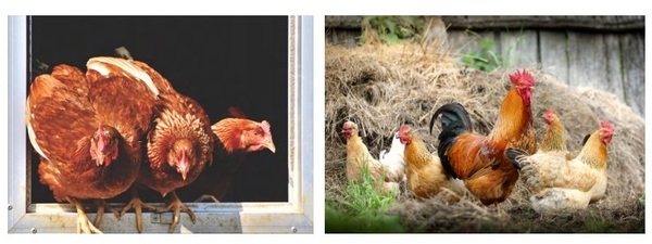Sickness Behavior in Chickens - Image 5