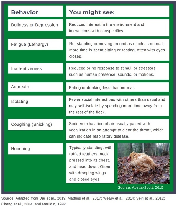 Sickness Behavior in Chickens - Image 3