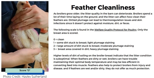 On-Farm Welfare Assessment: Broilers - Image 6