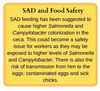 Welfare Aspects of Broiler Breeder Feeding Regimes - Image 6