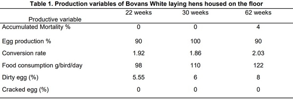 Animal welfare evaluation in Bovans White laying hens on floor housing - Image 1
