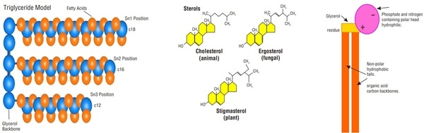 Fat Digestion and Absorption Analysis by Employing Different Kind of Emulsifiers in Broilers - Image 2