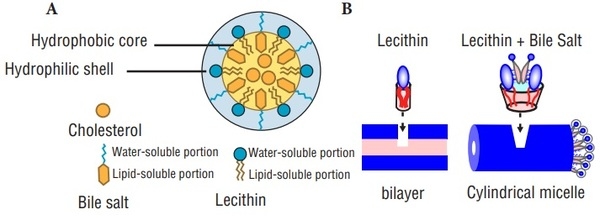 Fat Digestion and Absorption Analysis by Employing Different Kind of Emulsifiers in Broilers - Image 8