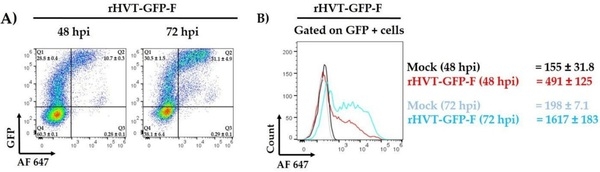 A Recombinant Turkey Herpesvirus Expressing the F Protein of Newcastle Disease Virus Genotype XII Generated by NHEJ-CRISPR/Cas9 and Cre-LoxP Systems Confers Protection against Genotype XII Challenge in Chickens - Image 3