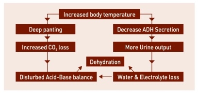 Block the Summer Shock by Nutritional Intervention - Image 4