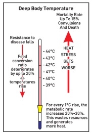 Block the Summer Shock by Nutritional Intervention - Image 6