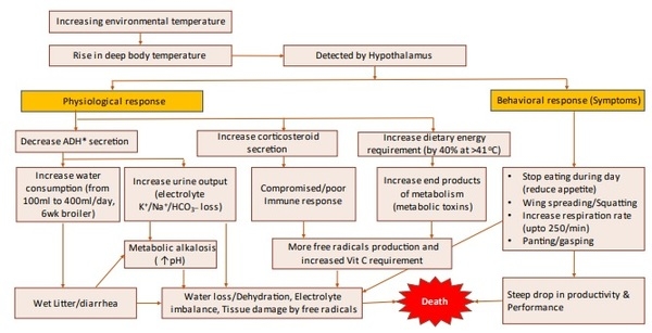 Block the Summer Shock by Nutritional Intervention - Image 2