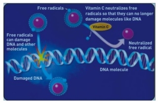 Block the Summer Shock by Nutritional Intervention - Image 7