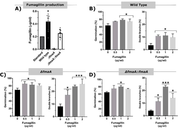 Aspergillus fumigatus Fumagillin Contributes to Host Cell Damage - Image 1