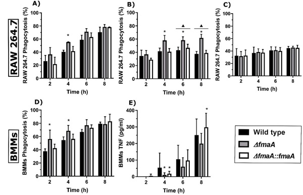 Aspergillus fumigatus Fumagillin Contributes to Host Cell Damage - Image 6