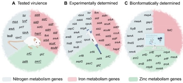 Nitrogen, Iron, and Zinc Acquisition: Key Nutrients to Aspergillus fumigatus Virulence - Image 3