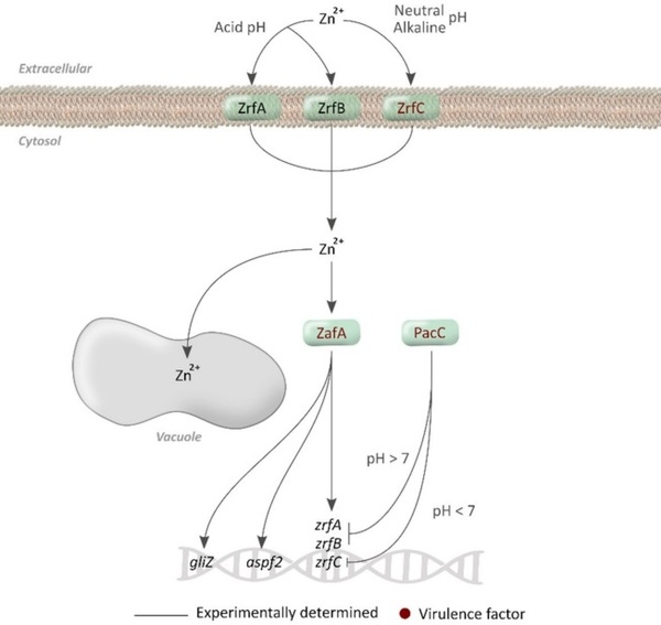 Nitrogen, Iron, and Zinc Acquisition: Key Nutrients to Aspergillus fumigatus Virulence - Image 7