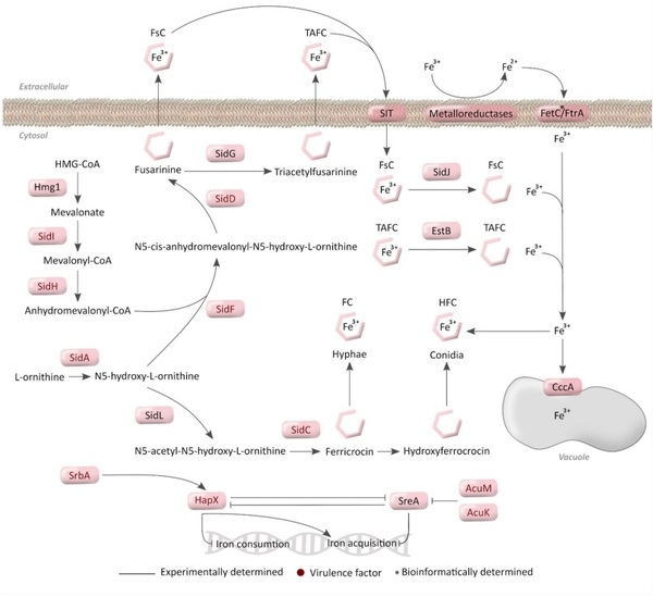 Nitrogen, Iron, and Zinc Acquisition: Key Nutrients to Aspergillus fumigatus Virulence - Image 5