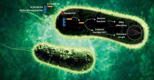 Short and Medium Chain Fatty Acids and Their Derivatives as a Natural Strategy in the Control of Necrotic Enteritis and Microbial Homeostasis in Broiler Chickens - Image 2