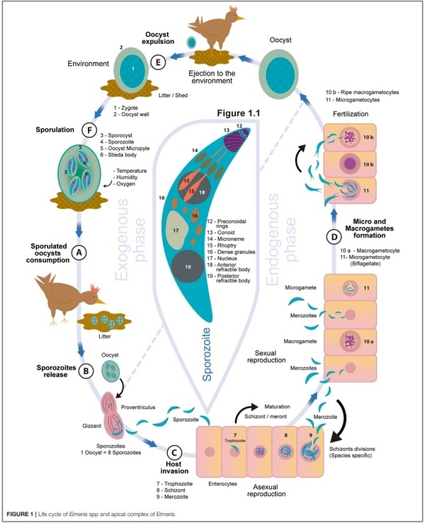 Chicken Coccidiosis: From the Parasite Lifecycle to Control of the Disease - Image 1