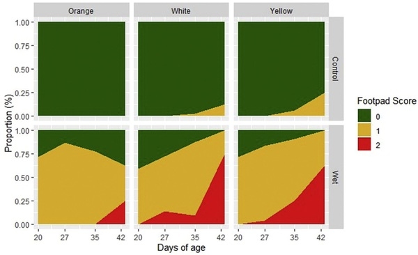 Orange corn diets associated with lower severity of footpad dermatitis in broilers - Image 10