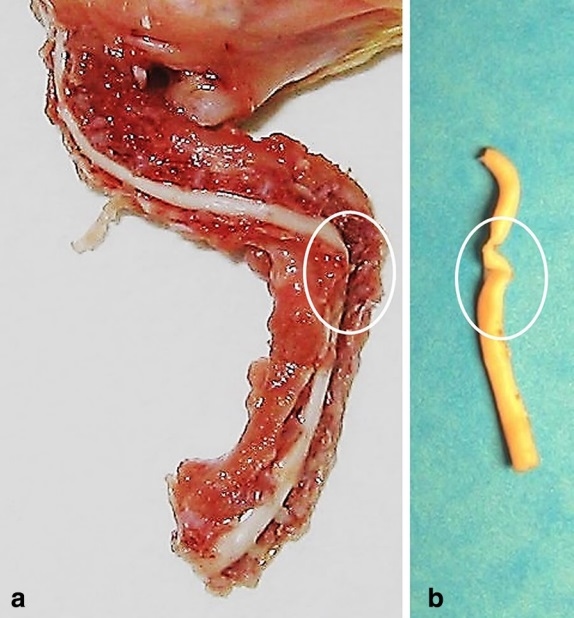Cervical scoliosis and torticollis: a novel skeletal anomaly in broiler chickens - Image 5