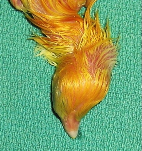 Cervical scoliosis and torticollis: a novel skeletal anomaly in broiler chickens - Image 2