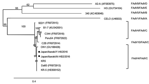 Research Note: Molecular and pathologic characterization of avian adenovirus isolated from the oviducts of laying hens in eastern Japan - Image 6