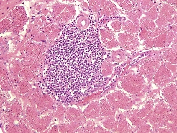 Research Note: Molecular and pathologic characterization of avian adenovirus isolated from the oviducts of laying hens in eastern Japan - Image 9