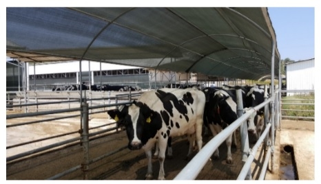 Protection from direct and indirect solar radiation - an important factor for dairy cows in summer - Image 4