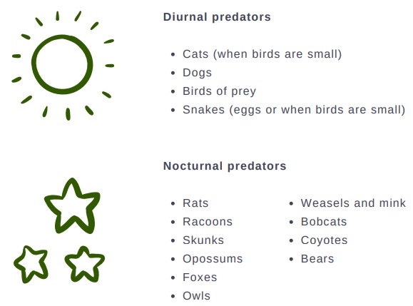Free-range poultry predators - Image 3