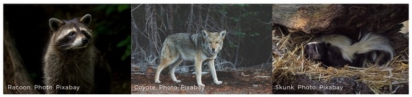 Free-range poultry predators - Image 4