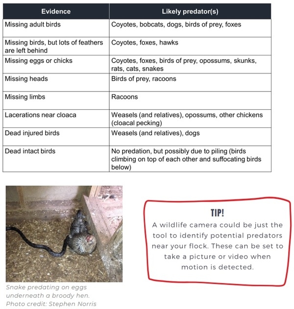 Free-range poultry predators - Image 5