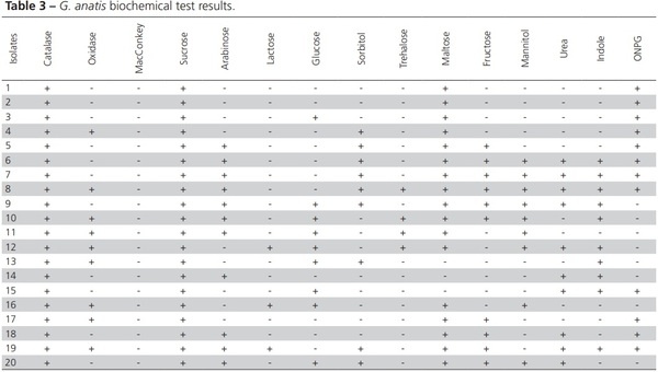 Diagnosis of Gallibacterium Anatis in Layers: First Report in Turkey - Image 4