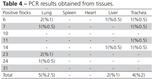 Diagnosis of Gallibacterium Anatis in Layers: First Report in Turkey - Image 6