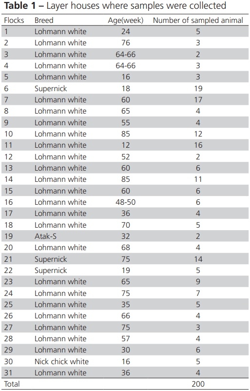 Diagnosis of Gallibacterium Anatis in Layers: First Report in Turkey - Image 1