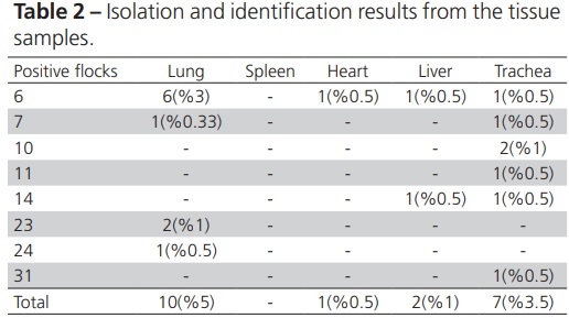 Diagnosis of Gallibacterium Anatis in Layers: First Report in Turkey - Image 2