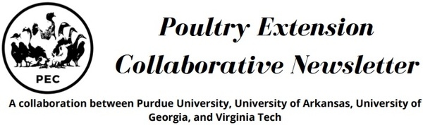 Maintaining Poultry Welfare: Identifying Pain and Deciding about Treatment or Euthanasia - Image 1