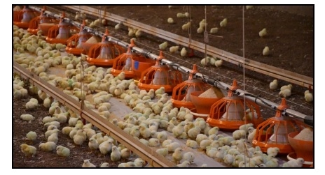The Cyclic Nature of Chicks - Image 1