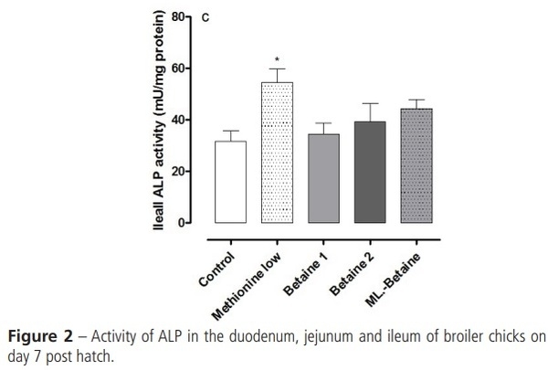 The effects of Post-Hatch Feeding with Betaine on the Intestinal Development of Broiler Chickens - Image 4
