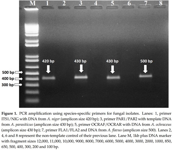 Occurrence of Mycotoxins and Toxigenic Fungi in Cereals and Application of Yeast Volatiles for Their Biological Control - Image 2