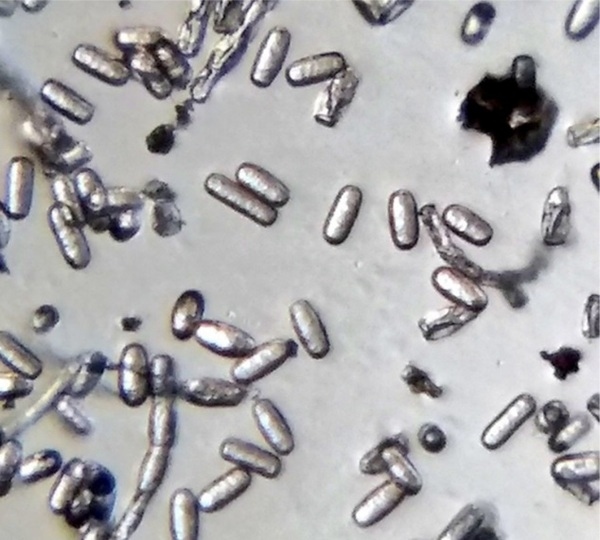 Effects of High Hydrostatic Pressure on Fungal Spores and Plant Bioactive Compounds - Image 5