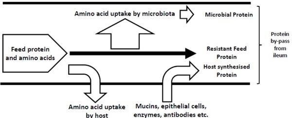Chicken gut microbiota: a brief understanding of the dynamics and interactions which govern flock performance - Image 2