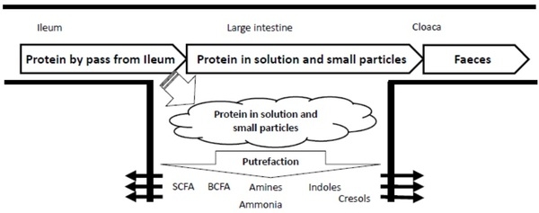 Chicken gut microbiota: a brief understanding of the dynamics and interactions which govern flock performance - Image 3