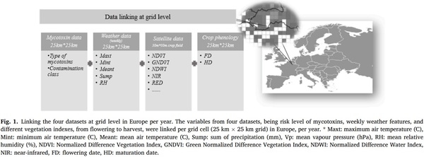 Regional prediction of multi-mycotoxin contamination of wheat in Europe using machine learning - Image 1