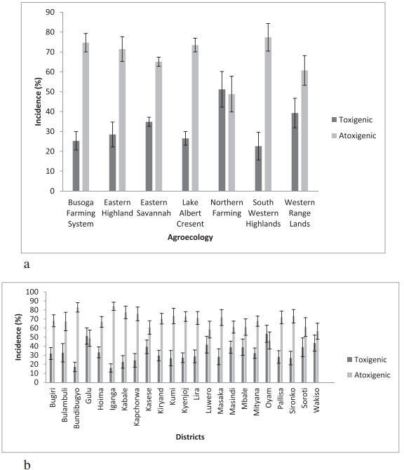 Aflatoxin-producing fungi associated with pre-harvest maize contamination in Uganda - Image 7