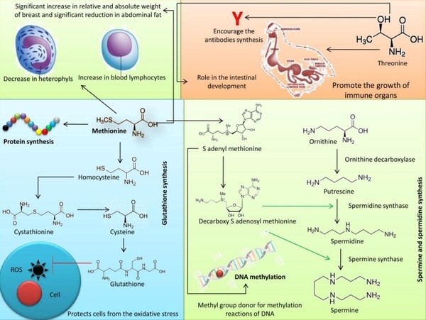 Nutritional significance of amino acids, vitamins and minerals as nutraceuticals in poultry production and health – a comprehensive review - Image 1