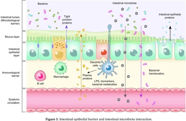 Probiotics, Prebiotics, and Phytogenic Substances for Optimizing Gut Health in Poultry - Image 3