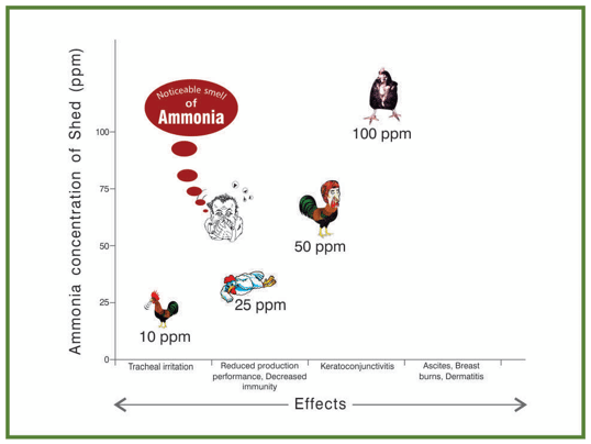 Harmful effects of ammonia concentrations in poultry