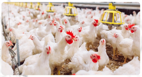Protective matrix of acidifier for sustainable acidification in poultry to overcome antibiotic resistance