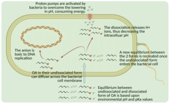 Organic Acids and it