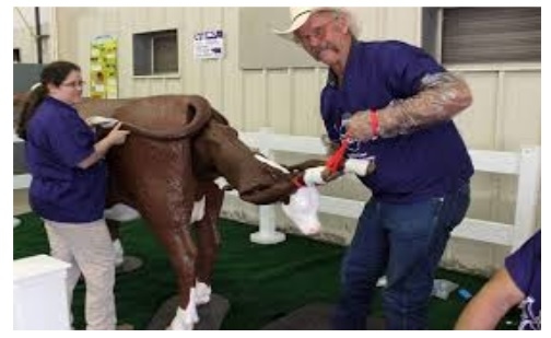 Dystocia can be the cause of death of 40% of calves - Image 2