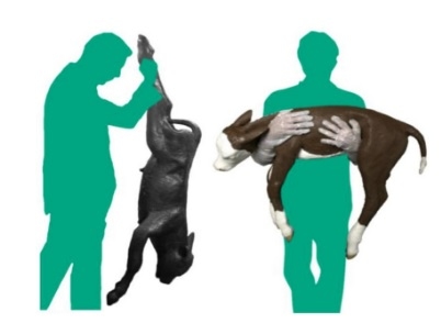 Dystocia can be the cause of death of 40% of calves - Image 1