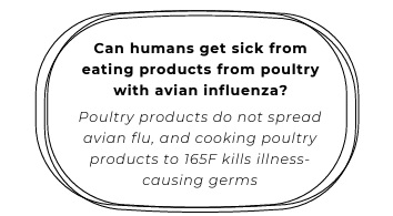 Avian Influenza - Image 6